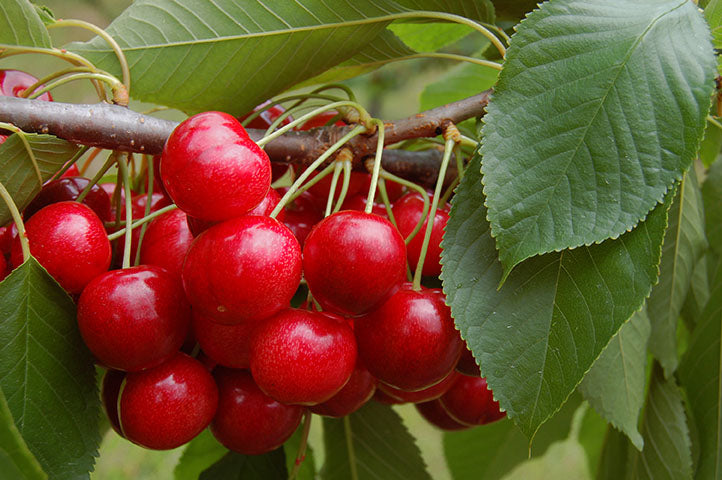 Cherry Crimson Passion (Prunus) - Tree Seedling