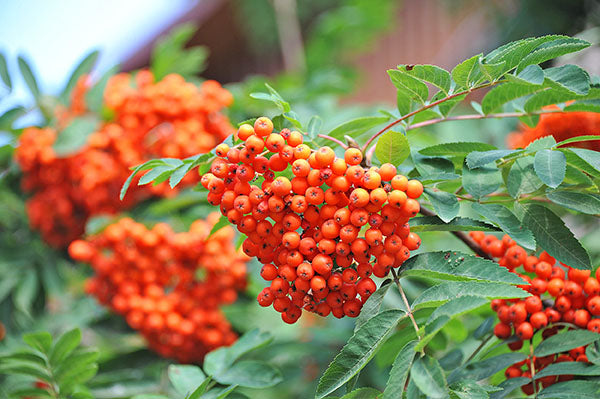 Mountain Ash European (Sorbus aucuparia) - Tree Seedling