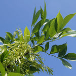 Ash Green (Fraxinus pennsylvanica) - Tree Seedling