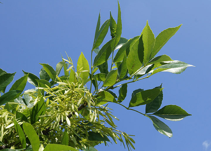 Ash Green (Fraxinus pennsylvanica) - Tree Seedling