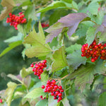 Cranberry Highbush (Viburnum trilobum) - Shrub Seedling