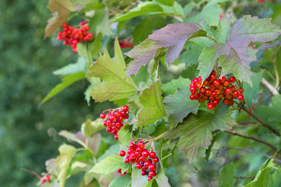 Cranberry Highbush (Viburnum trilobum) - Shrub Seedling