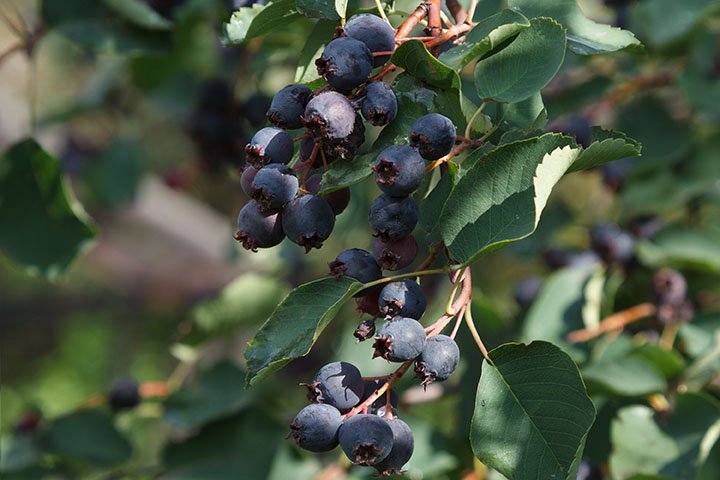 Saskatoon Berry JB30 (Amelanchier alnifolia) - Shrub Seedling