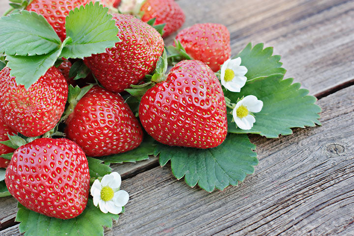 Strawberry Kent (Fragaria) - Shrub Seedling