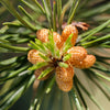 Pine Lodgepole (Pinus contorta latifolia) - Tree Seedling