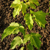 Maple Manitoba (Acer negundo) - Tree Seedling