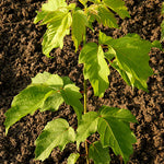 Maple Manitoba (Acer negundo) - Tree Seedling