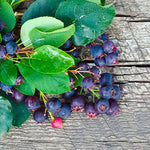 Saskatoon Berry Martin (Amelanchier alnifolia) - Shrub Seedling