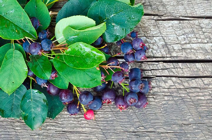 Saskatoon Berry Martin (Amelanchier alnifolia) - Shrub Seedling