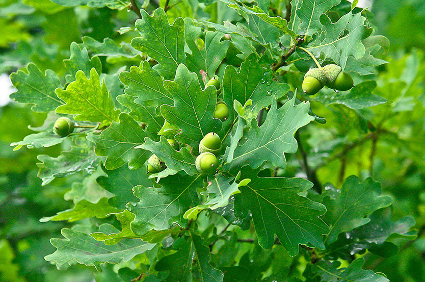 Oak Burr (Quercus macrocarpa) - Tree Seedling