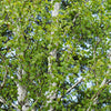 Birch Paper (Betula papyrifera) - Tree Seedling