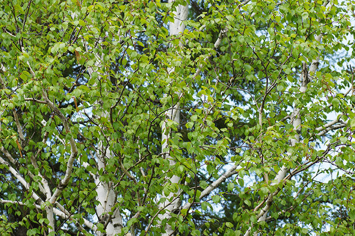 Birch Paper (Betula papyrifera) - Tree Seedling