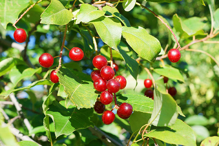Cherry Pincherry (Prunus pensylvanica) - Tree Seedling