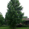 Poplar Sundancer (Populus ACWS151) - Tree Seedling