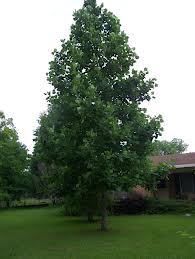 Poplar Sundancer (Populus ACWS151) - Tree Seedling