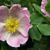Rose Prickly (Rosa acicularis) - Shrub Seedling
