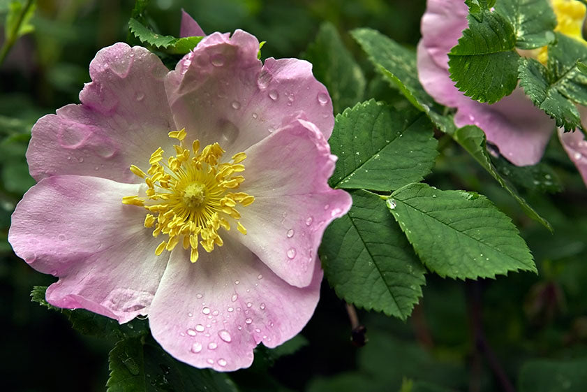 Rose Prickly (Rosa acicularis) - Shrub Seedling
