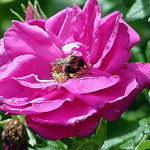 Rose Purple Pavement (Rosa rugosa) - Shrub Seedling