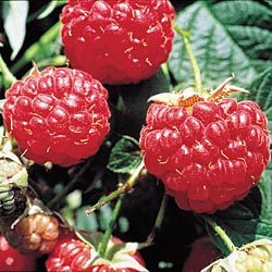 Raspberry Red Mammoth (Rubus) - Shrub Seedling