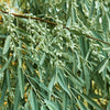 Olive Russian (Elaeagnus angustifolia) - Tree Seedling