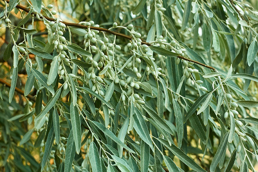 Olive Russian (Elaeagnus angustifolia) - Tree Seedling