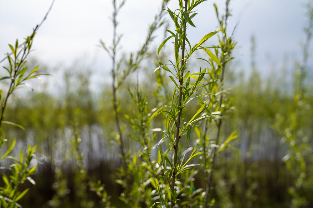 Willow Sandbar (Salix interior) - Shrub Seedling