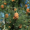 Pine Scots (Pinus sylvestris) - Tree Seedling