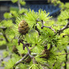Larch Siberian (Larix sibirica) - Tree seedling