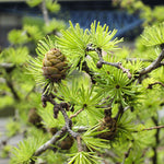 Larch Siberian (Larix sibirica) - Tree seedling