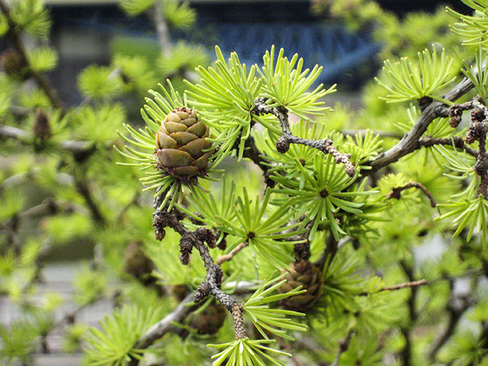 Larch Siberian (Larix sibirica) - Tree seedling