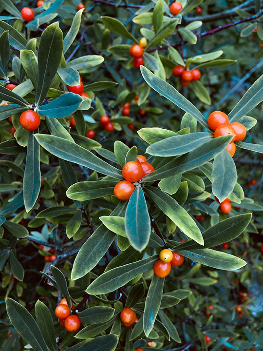 Buffaloberry Silver (Shepherdia argentea) - Shrub Seedling