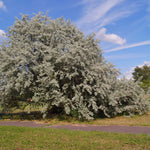 Willow Silver (Salix alba) - Tree Seedling