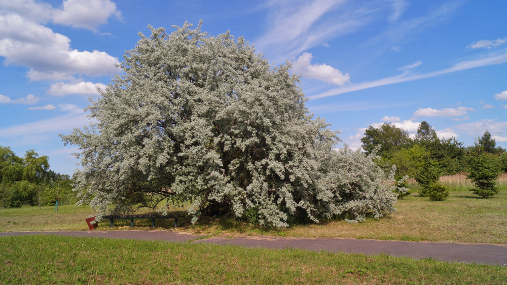 Willow Silver (Salix alba) - Tree Seedling