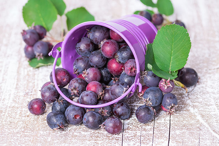 Saskatoon Berry Smoky (Amelanchier alnifolia) - Shrub Seedling