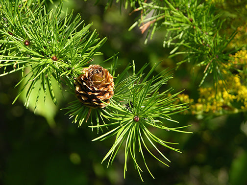 Larch Tamarack (Larix laricina) - Tree Seedling