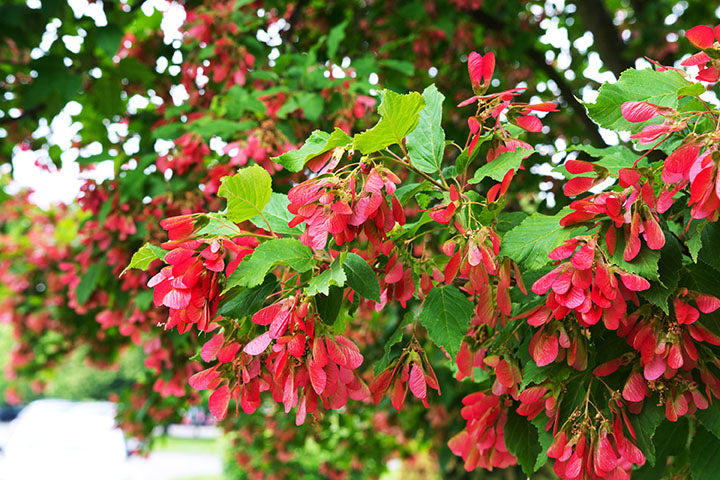 Maple Tatarian (Acer tataricum) - Tree Seedling