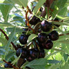 Cherry Sandcherry (Prunus besseyi) - Shrub Seedling