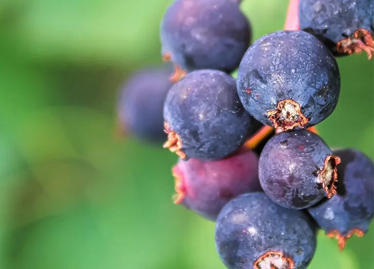 Saskatoon Berries Around the World