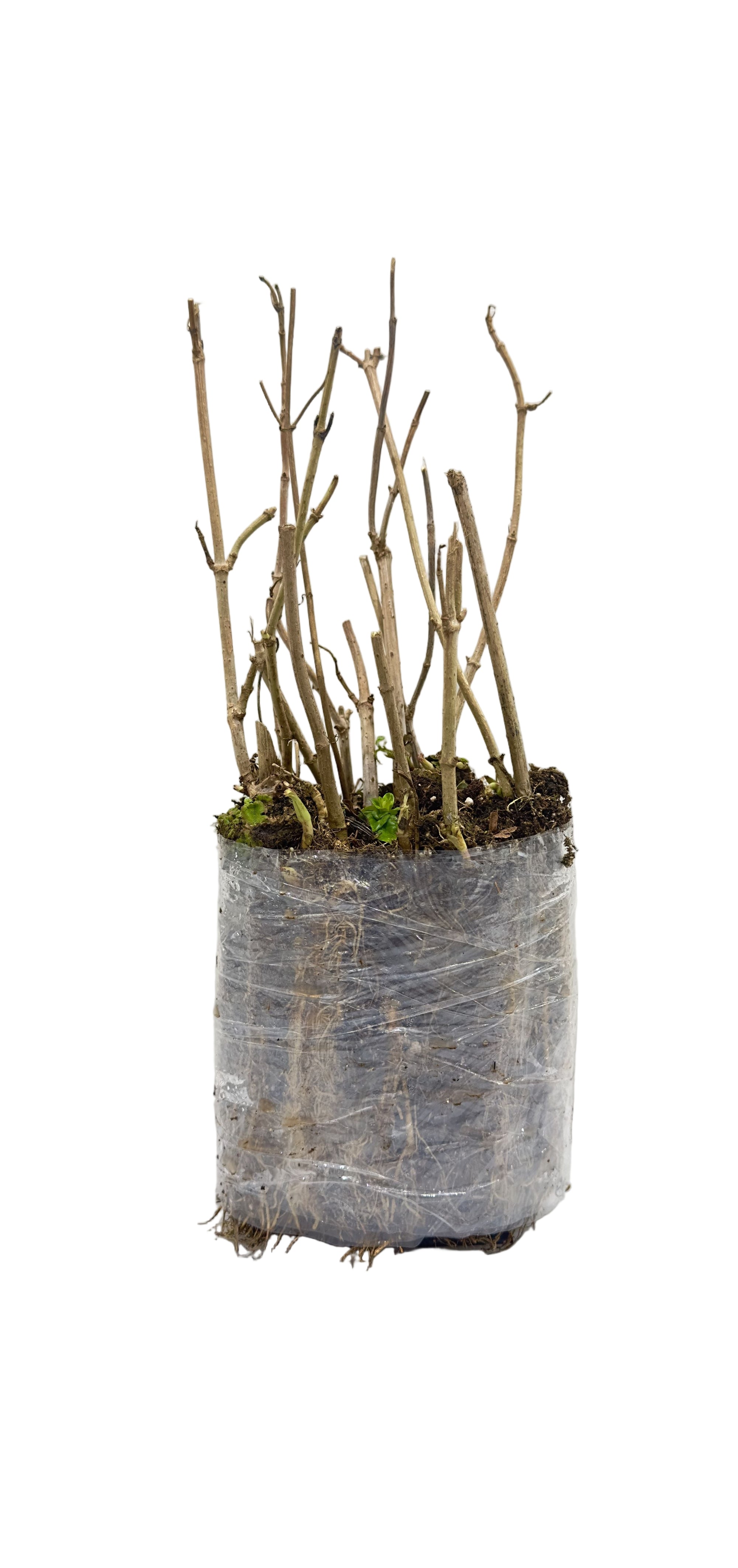 Elderberry Adams (Sambucus canadensis) - Shrub Seedling