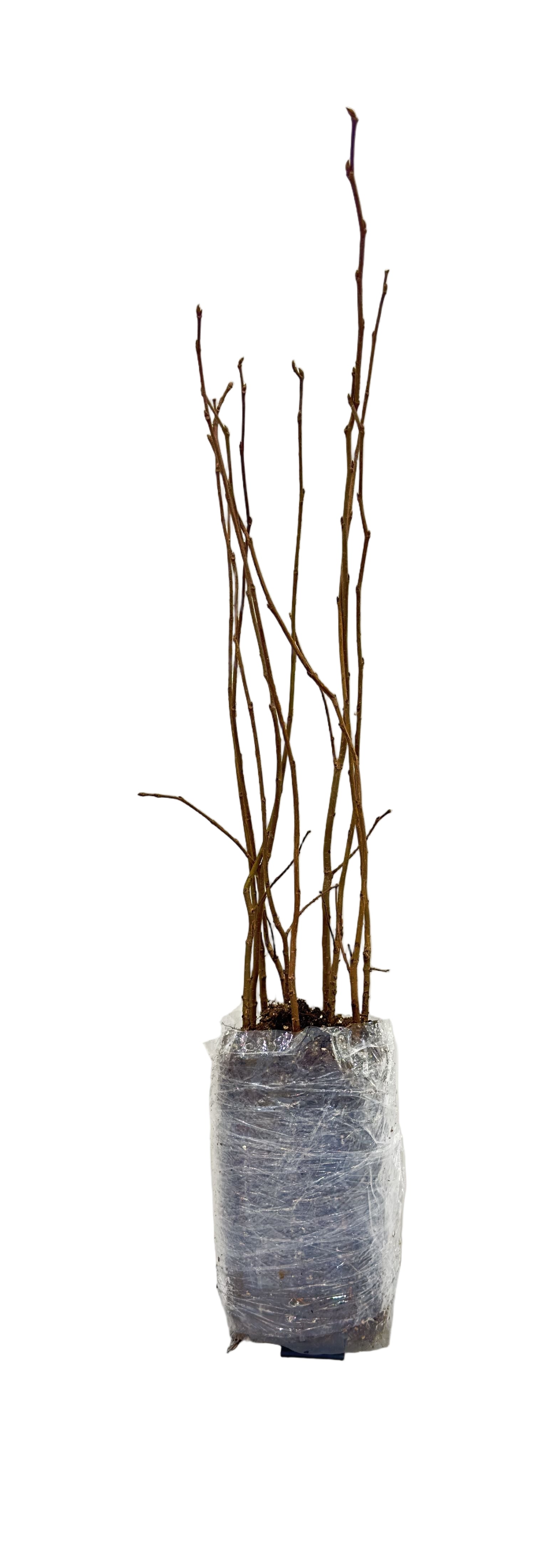 Elm American (Ulmus americana) - Tree Seedling