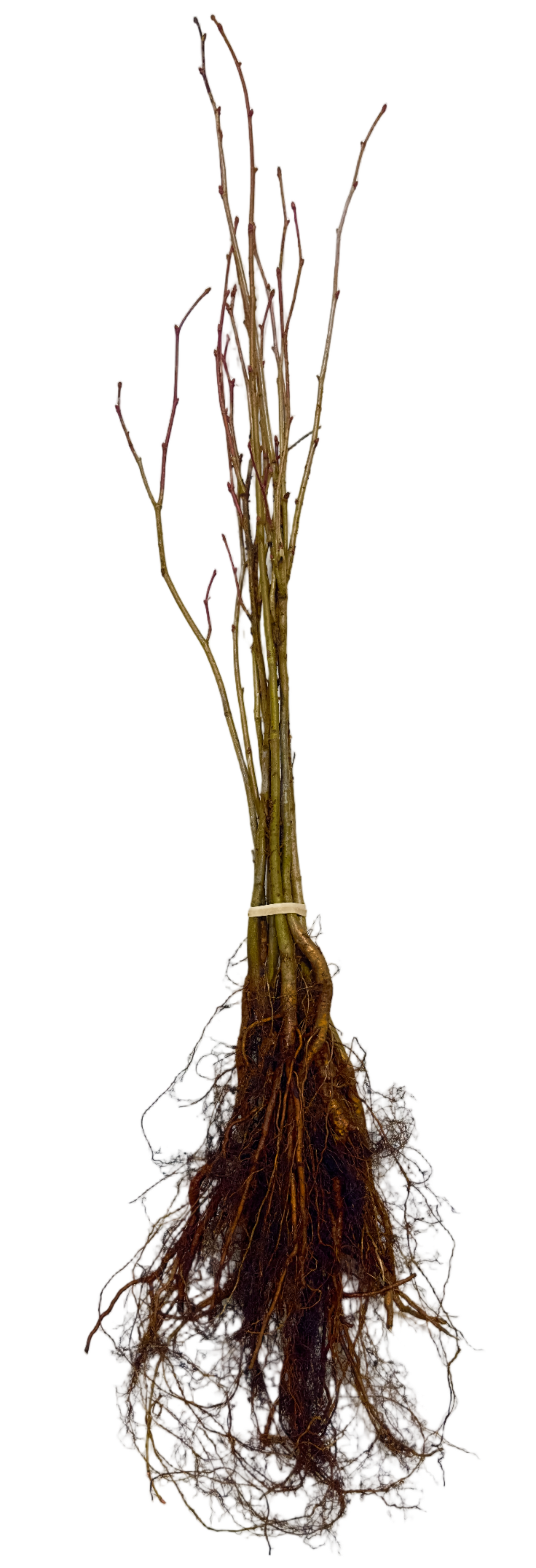 Linden American (Tilia americana) - Tree Seedling