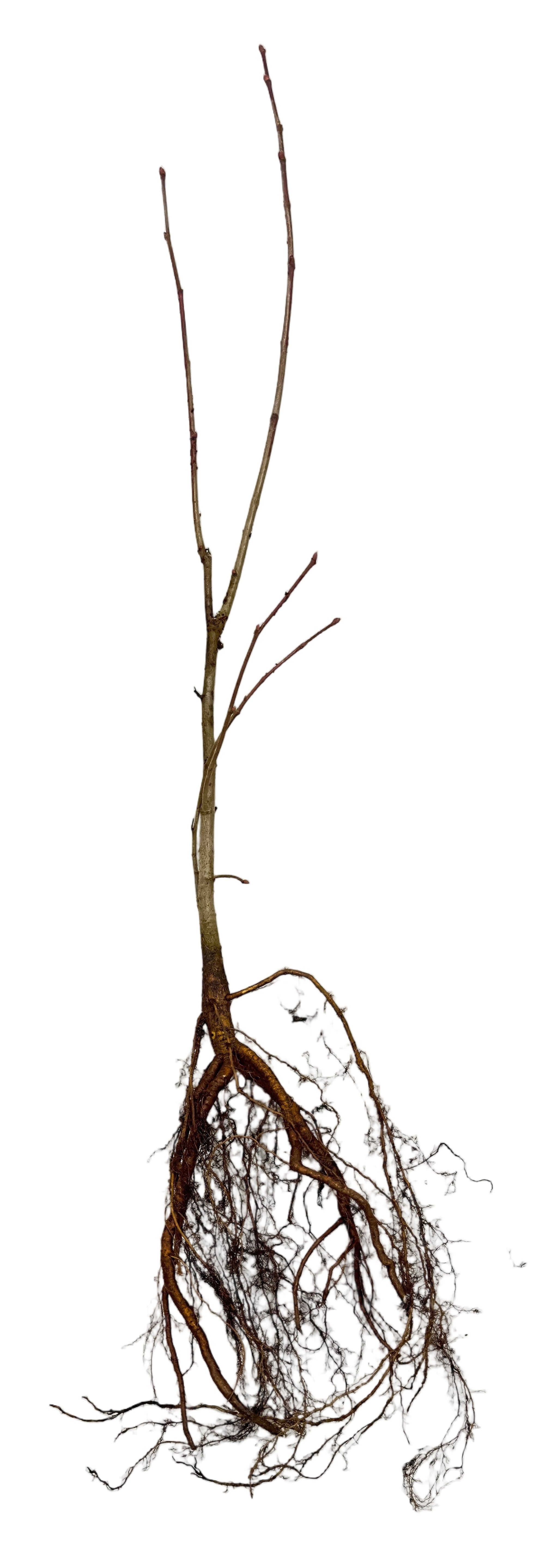 Linden American (Tilia americana) - Tree Seedling