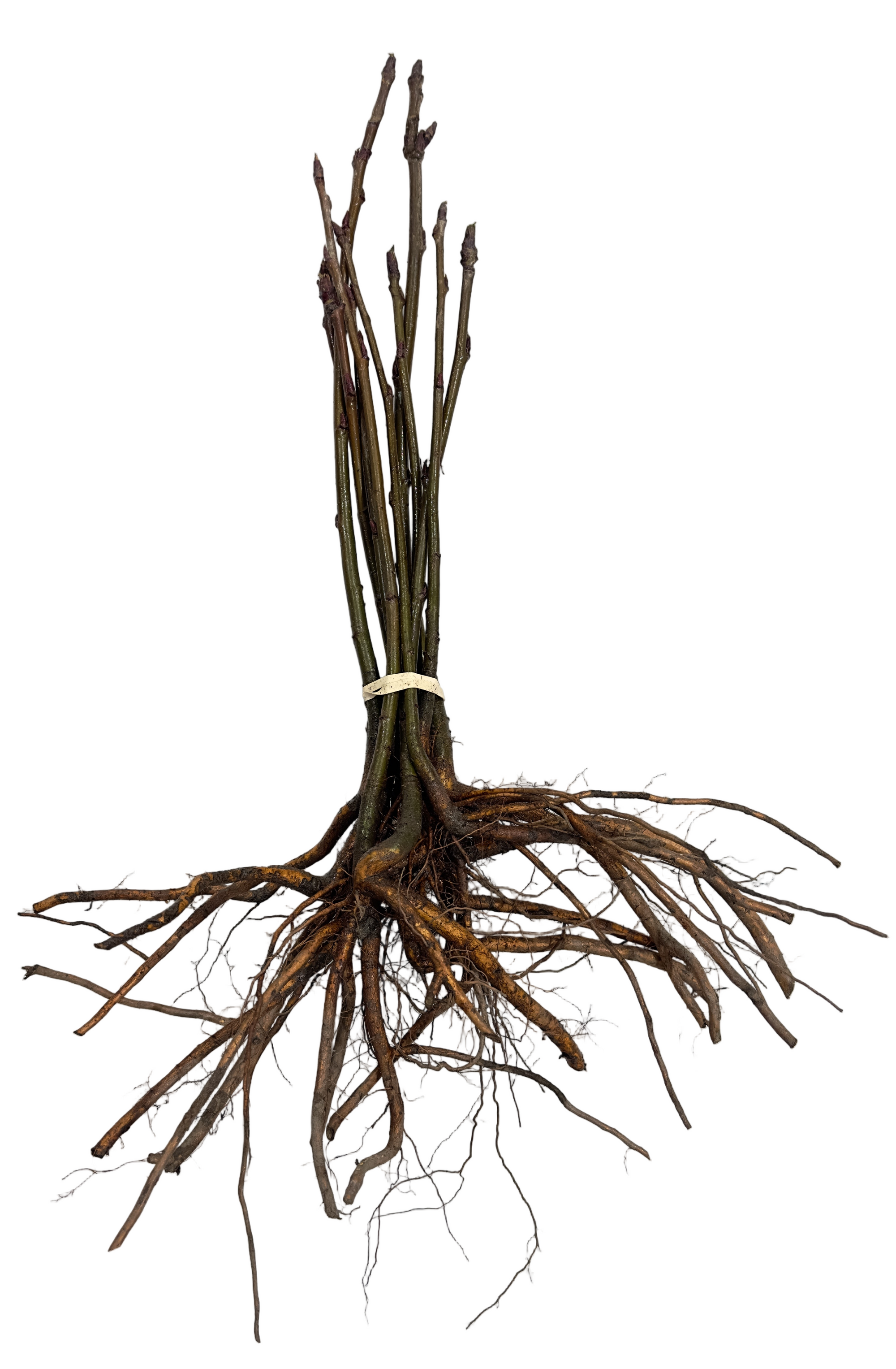 Mountain Ash American (Sorbus) - Tree Seedling