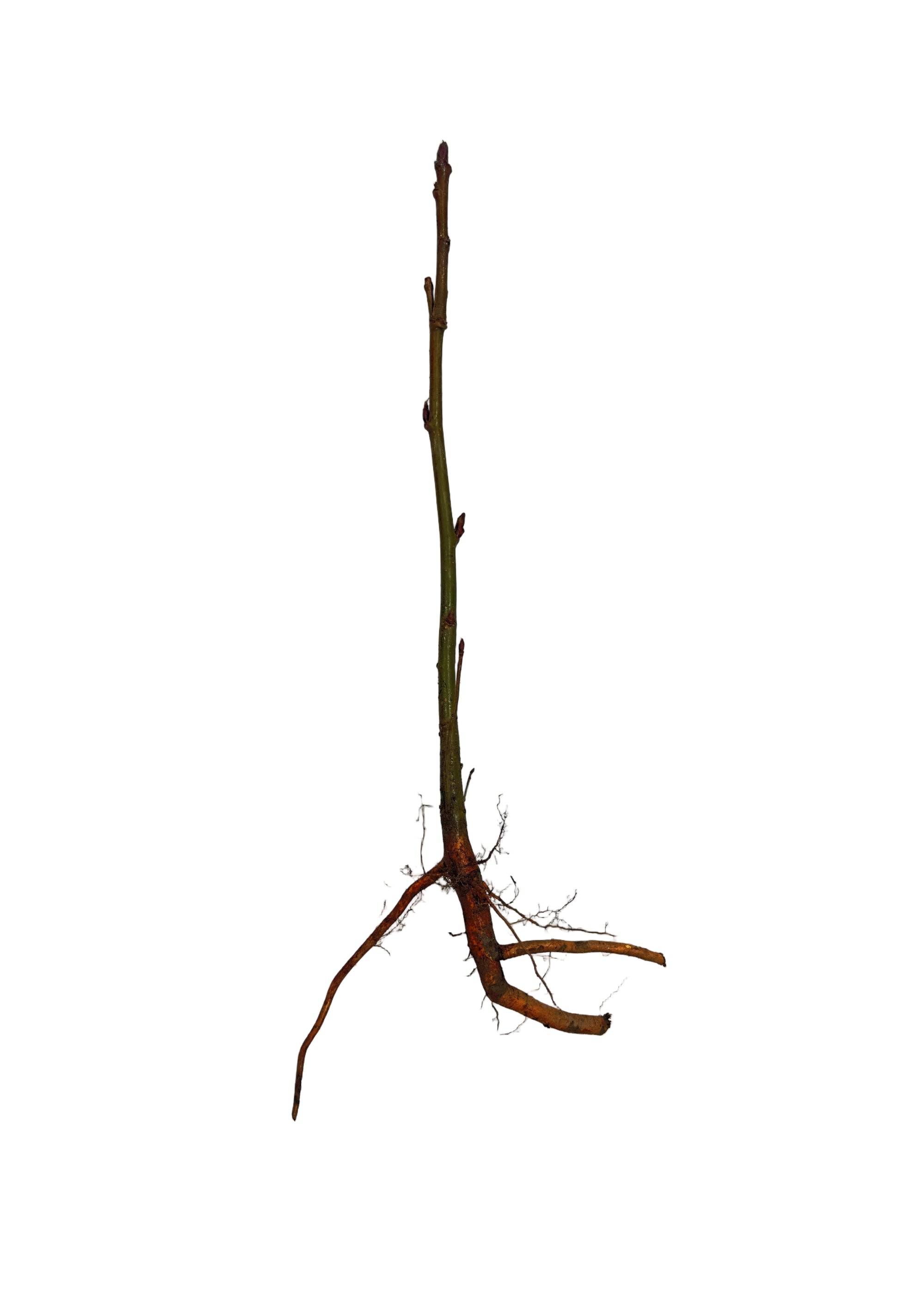 Mountain Ash American (Sorbus) - Tree Seedling