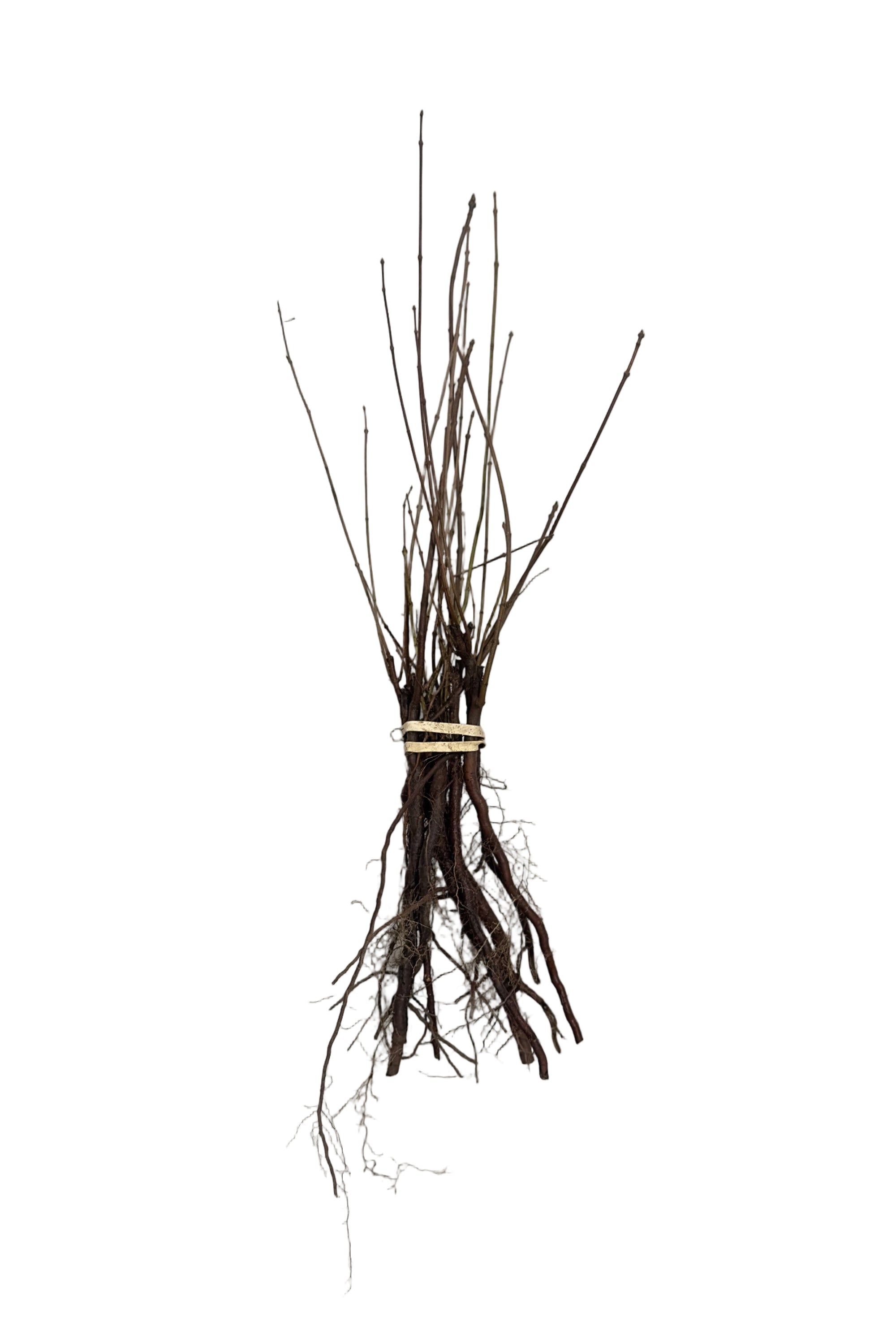 Maple Amur (Acer ginnala) - Tree Seedling
