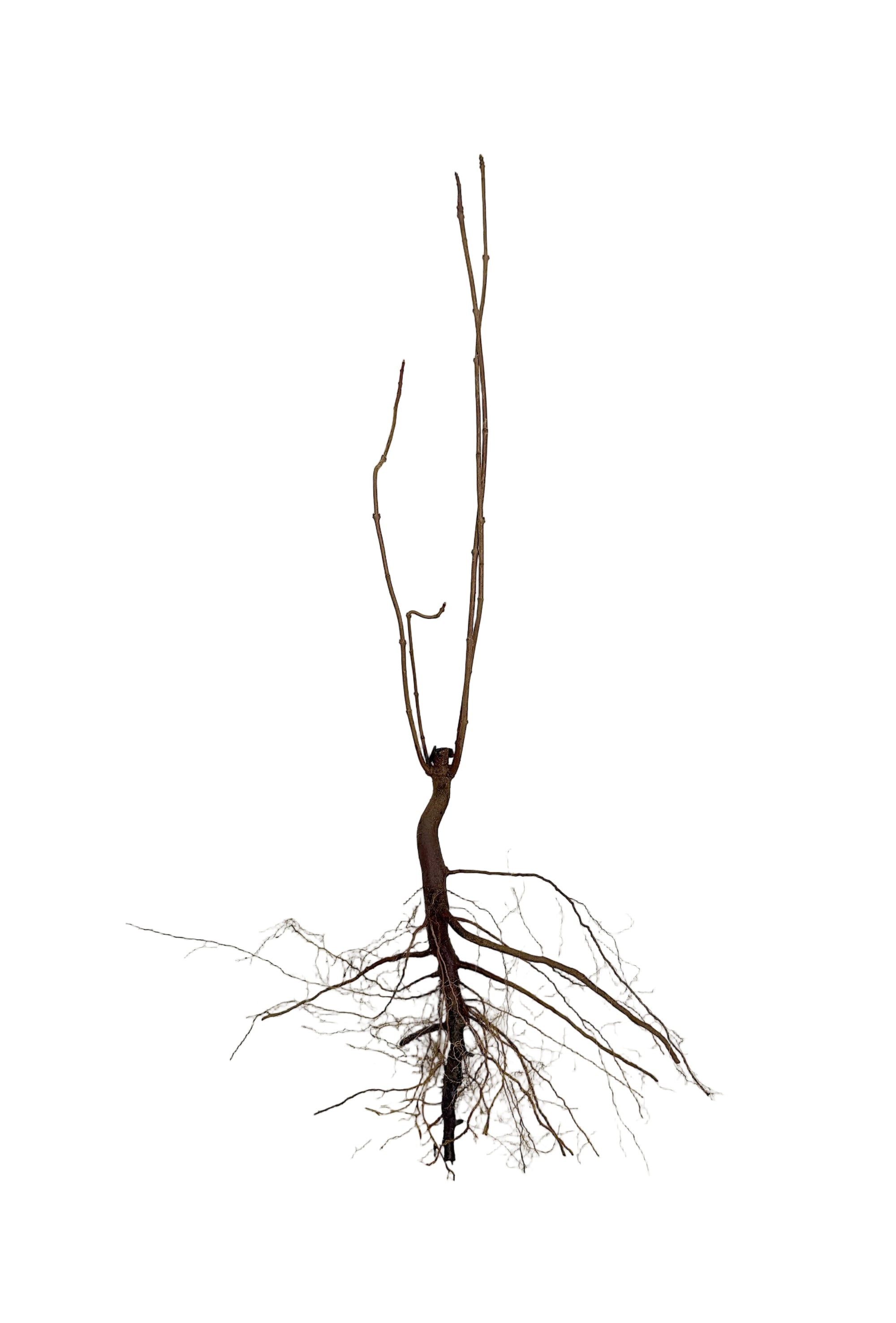 Maple Amur (Acer ginnala) - Tree Seedling