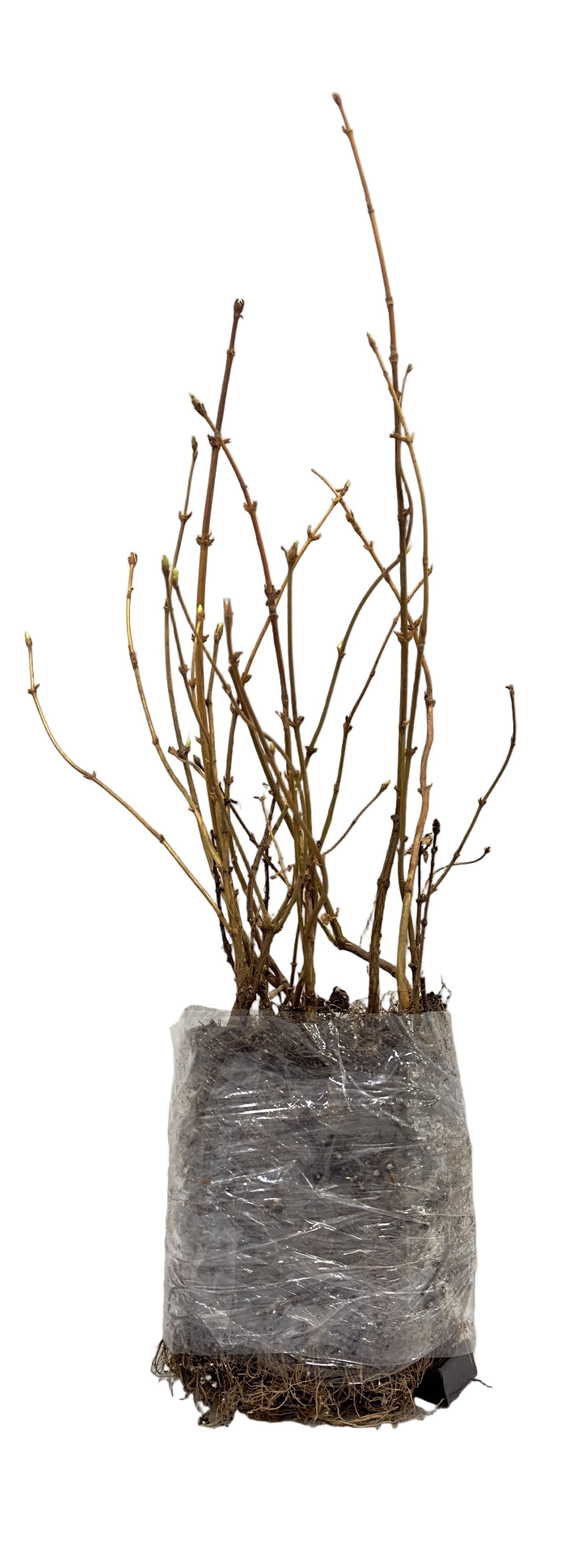 Haskap (Honeyberry) Aurora (Lonicera caerulea) - Shrub Seedling