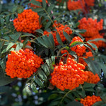 Mountain Ash American (Sorbus) - Tree Seedling