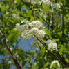 Cherry Amur (Prunus maackii) - Tree Seedling