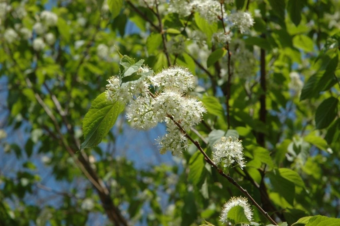 Cherry Amur (Prunus maackii) - Tree Seedling